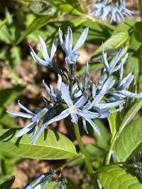 Amsonia tabernaemontana image